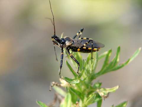 穿山甲公主被调查_全民话题_手机新浪网